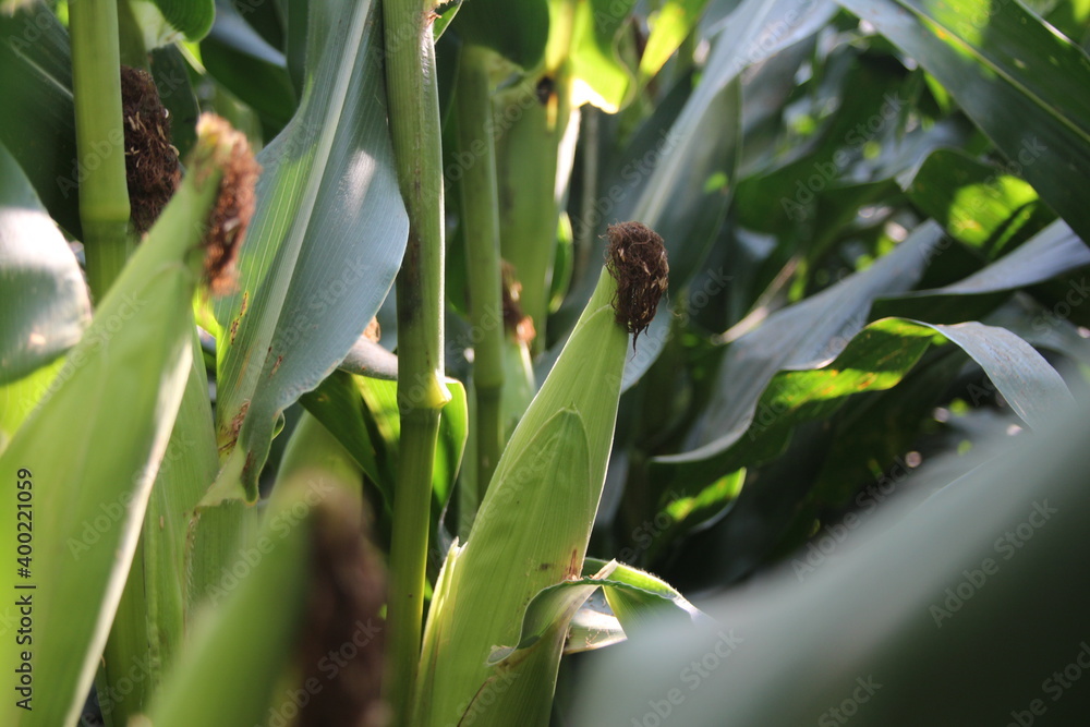 Obraz premium Corn ear in mid-season field