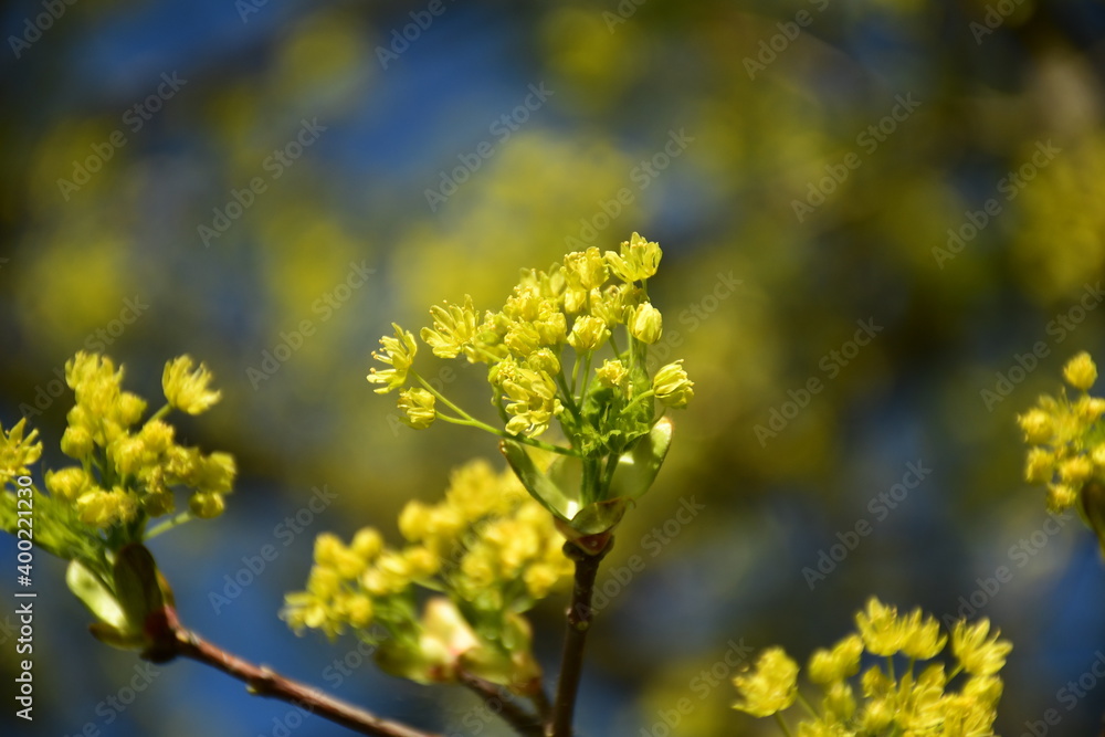 Gelbe Baumknospen im sommerlichen Frühling Gelbe Baumknospen im sommerlichen Frühling