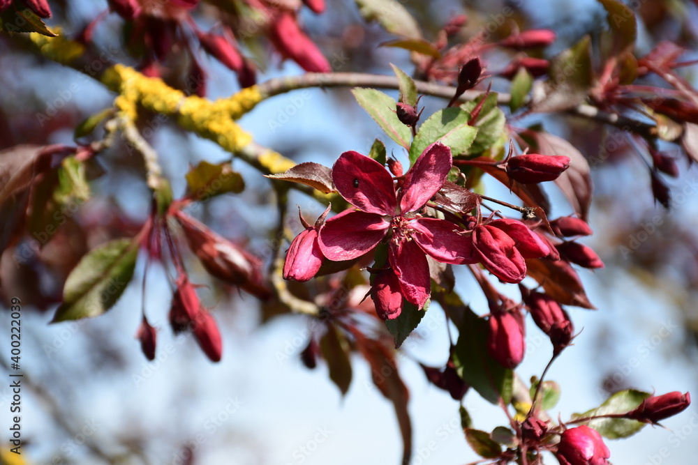Roter Halls Apfelbaum mit frischen Knospen Roter Halls Apfelbaum mit frischen Knospen