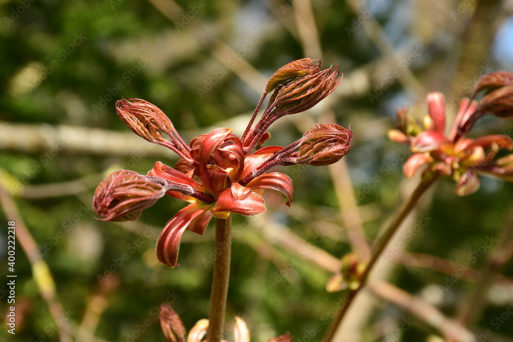 Rote Knospen eines Spitzahorns in der Nahaufnahme