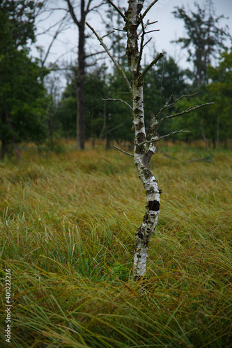 Anklamer Stadtbruch in Wind und Regen
