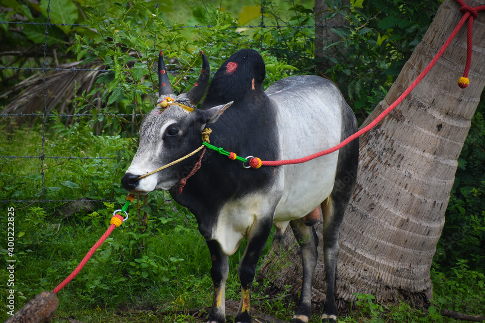 beautiful jallikattu Kangayam cattle bull on pongal harvest festival bull  taming sport Stock Photo | Adobe Stock