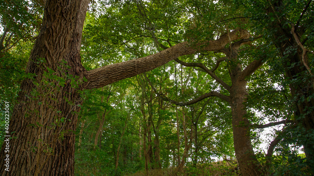 Fototapeta premium Wald am Peeneufer