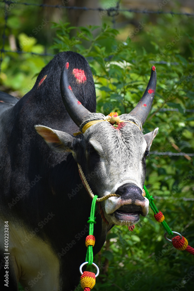 beautiful jallikattu Kangayam cattle bull on pongal harvest festival bull  taming sport Stock Photo | Adobe Stock