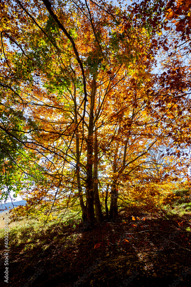 autumn forest and trees wood