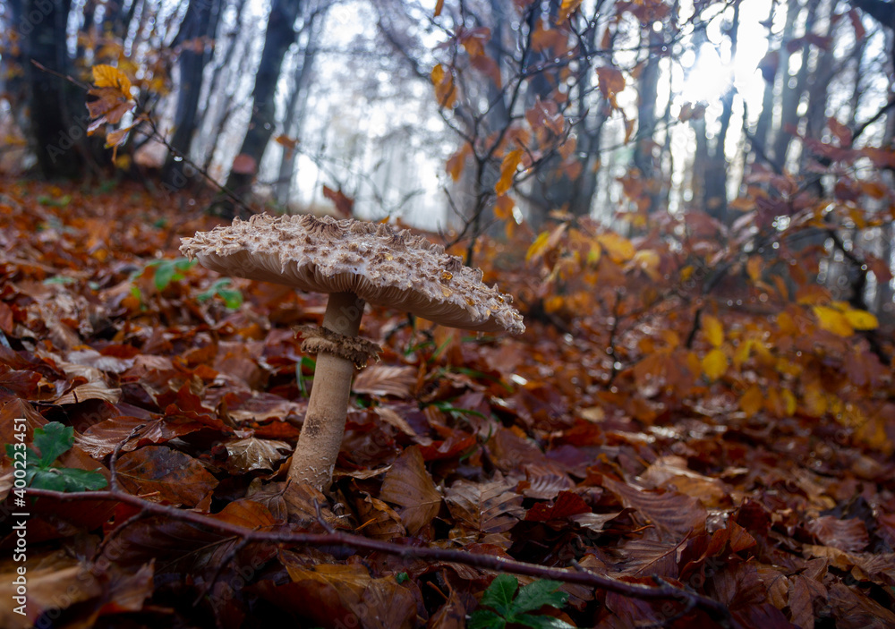 mushrooms in the beech forest in autumn Macrolepiota procera mushroom of the Agaricaceae family mushrooms in the beech forest in autumn Macrolepiota procera mushroom of the Agaricaceae family
