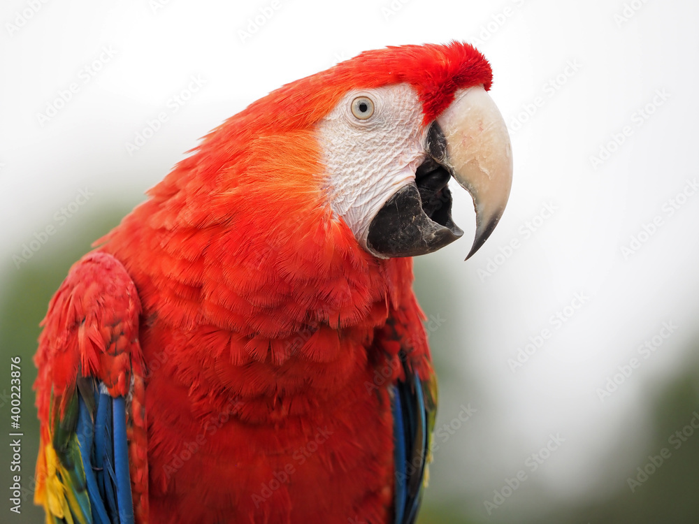 Obraz premium Ein Hellroter Ara, Ara macao, mit geöffnetem Schnabel