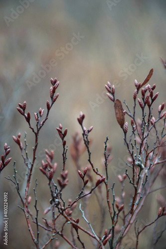 Konstfotografi Close up botanical scene autumn in the netherlands
