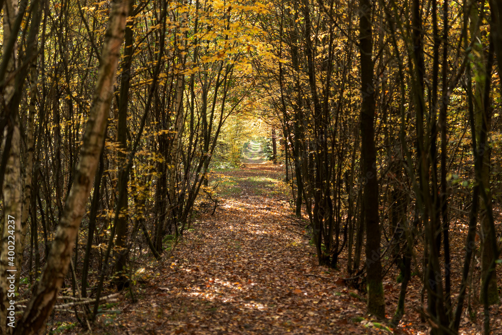 Footpath through the autumn forest. Autumn landscape Footpath through the autumn forest. Autumn landscape