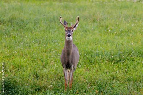 Fototapeta Naklejka Na Ścianę i Meble -  White-tailed Buck (Odocoileus virginianus) with velvet antlers standing in a hay field. Selective focus, background and foreground blur

