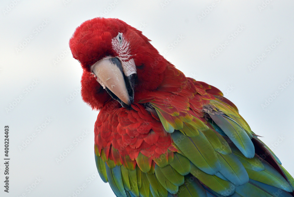 Naklejka premium Close up photo of macaw parrots