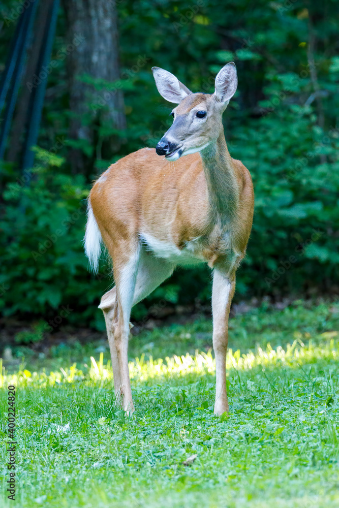 Obraz premium Three legged White-tailed Doe (Odocoileus virginianus) standing in an opening in the forest during summer. Selective focus, background blur 