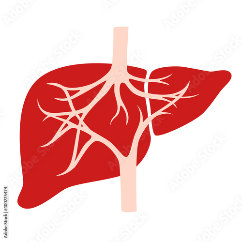 Human internal organs
