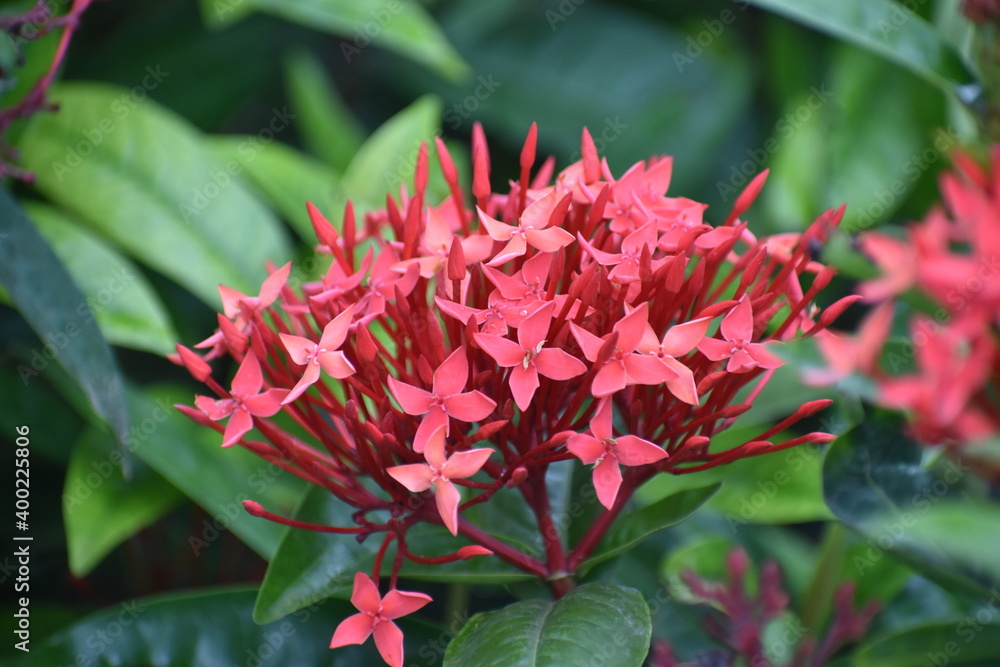 beautiful Ixora coccinea flame of the woods jungle flame pendkuli flower blooms beautiful Ixora coccinea flame of the woods jungle flame pendkuli flower blooms
