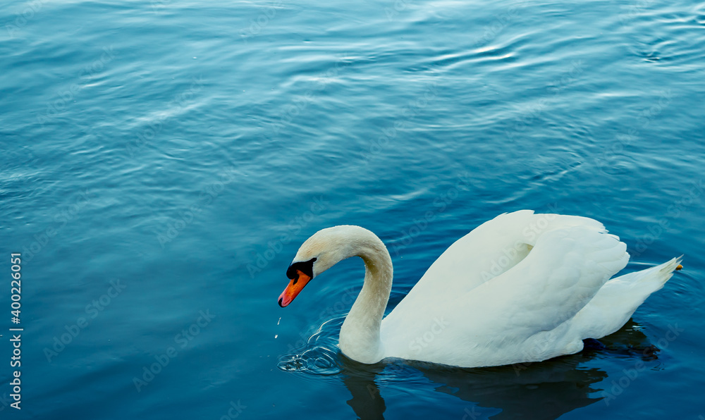 Obraz premium Schwan in einem See. Portait eines Schwans