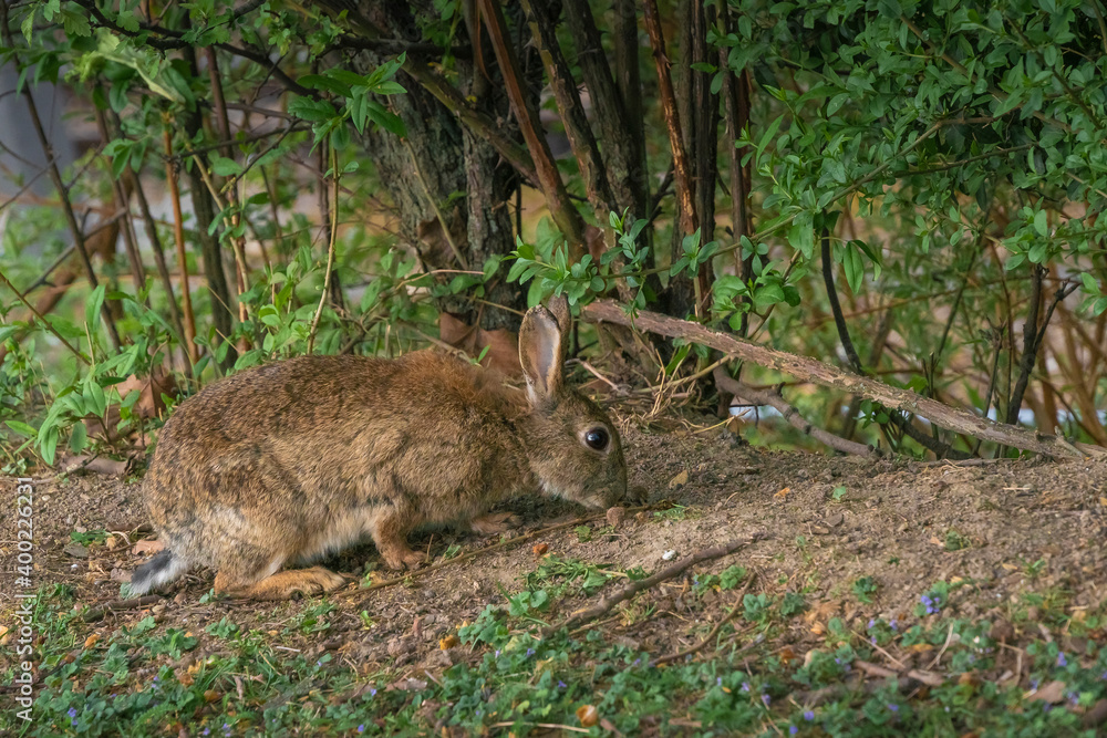 Kaninchen in einem Park auf der Suche nach Essen Kaninchen in einem Park auf der Suche nach Essen