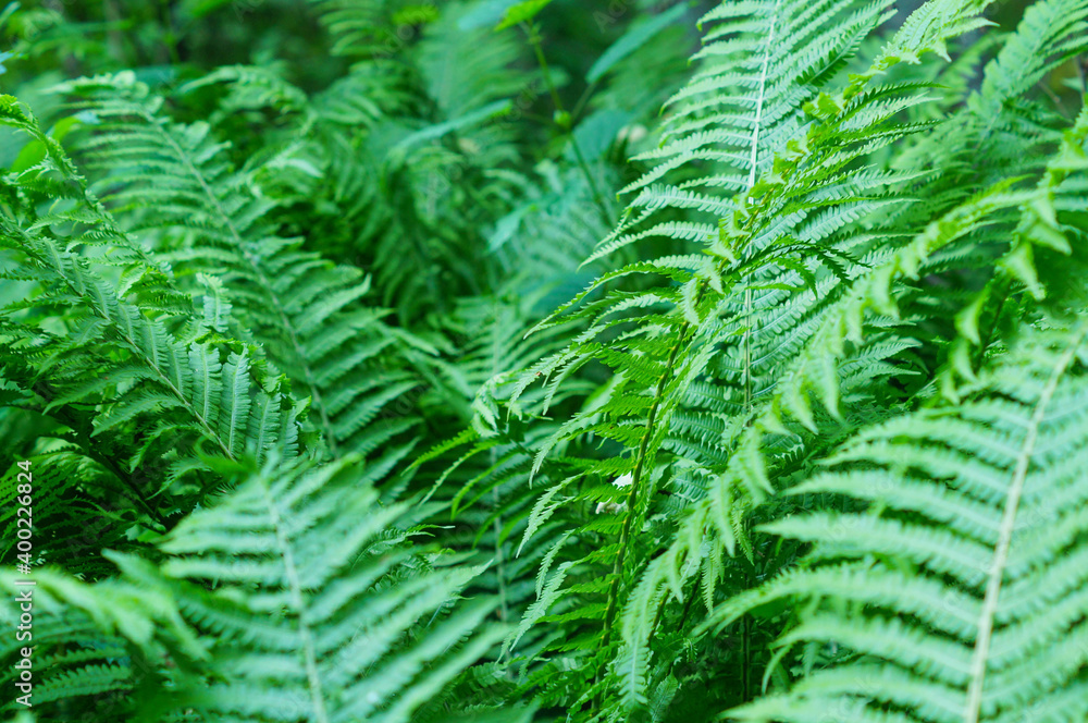 great green bush of fern in the forest great green bush of fern in the forest