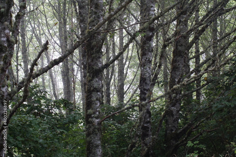 Obraz premium Alder trees in the mist of the Oregon coast.