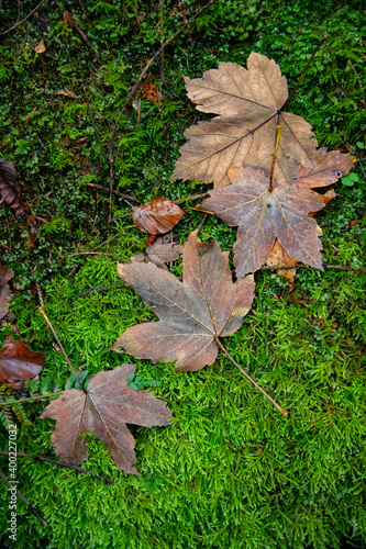 Herbstlaub auf Moosbett photo