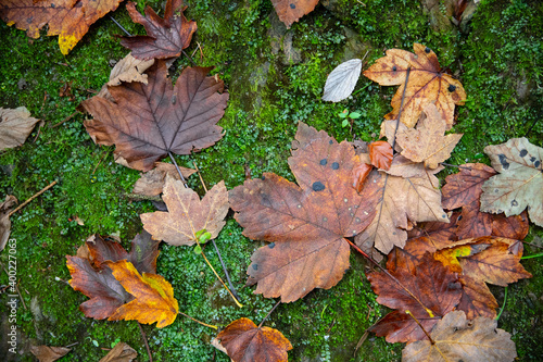 Herbstlaub auf Moosbett