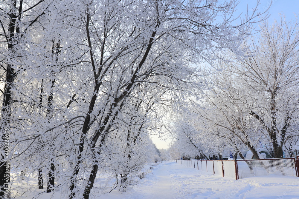 snow covered trees snow covered trees