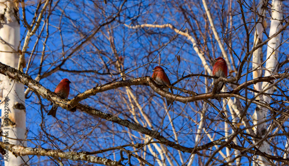 Pine Grosbeak in the canadian winter in Quebec Pine Grosbeak in the canadian winter in Quebec