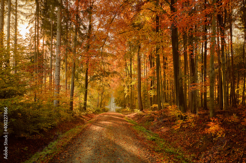traumhafter Herbstwald