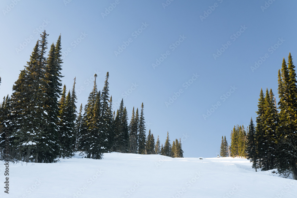 wide trail to the top of the mountain surrounded by fir trees, sunny weather wide trail to the top of the mountain surrounded by fir trees, sunny weather