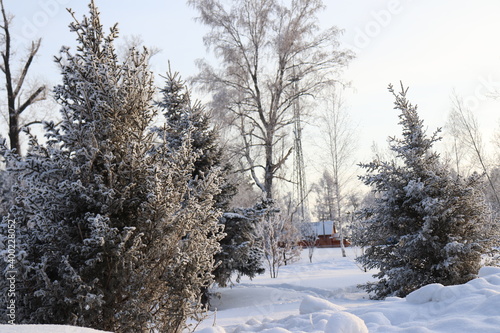 snow covered trees