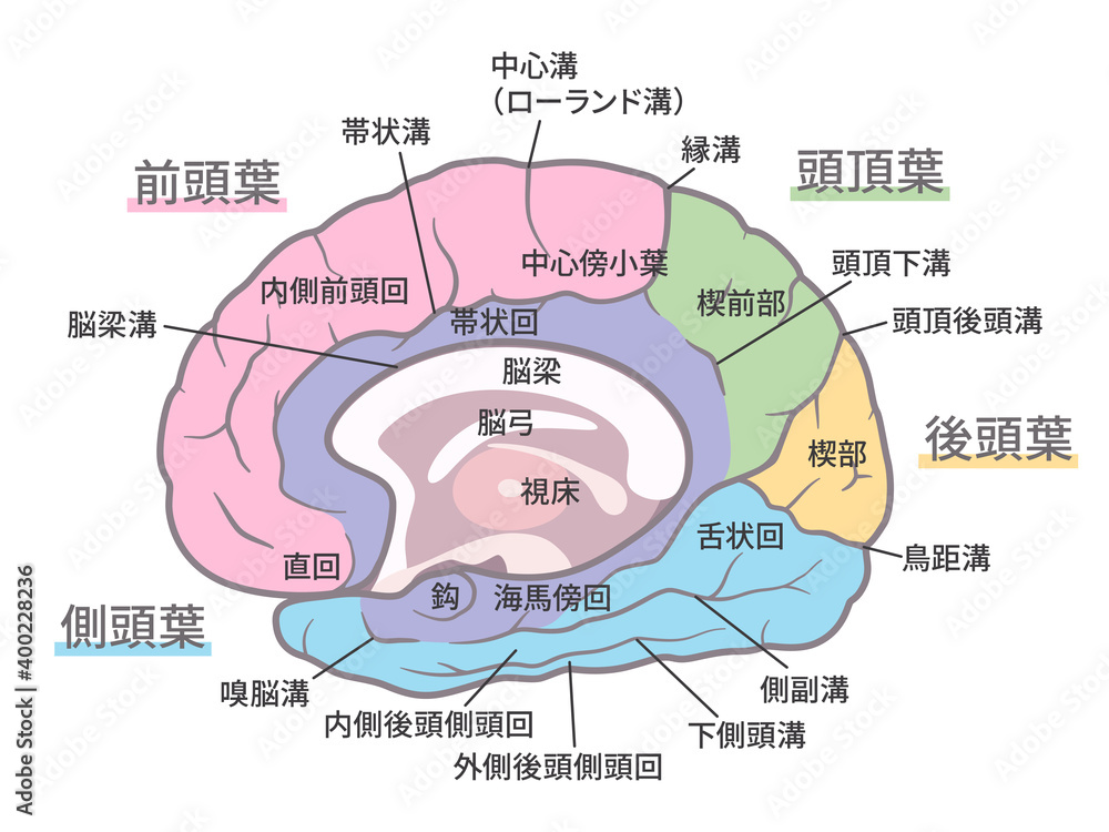 脳 大脳内側面のイラスト 名称あり 色分け Stock Vector Adobe Stock