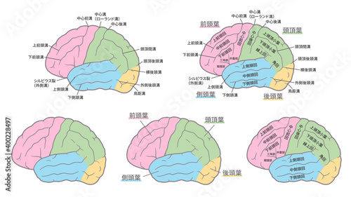 脳の名称のイラストセット_脳回_脳溝_色分け