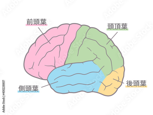 脳_大脳外側面のイラスト_色分け