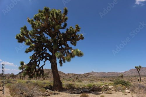 Joshua tree in californian desert