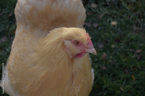 Pet Buff Orpington chicken in dappled sunlight in a garden with a background of grass photo