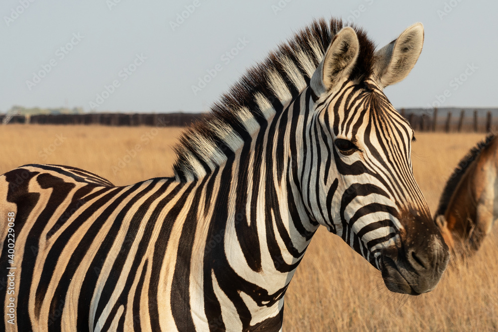 Zebra African herbivore animal standing on the steppe grass pasture Zebra African herbivore animal standing on the steppe grass pasture