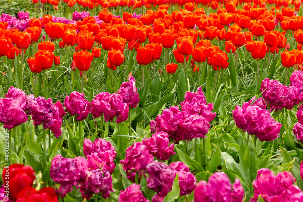 Red and purple tulip flowers, Holland, Kukenhof park, The Netherlands