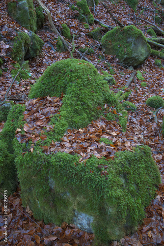 Moosüberzogener Fels im Hönnetal photo