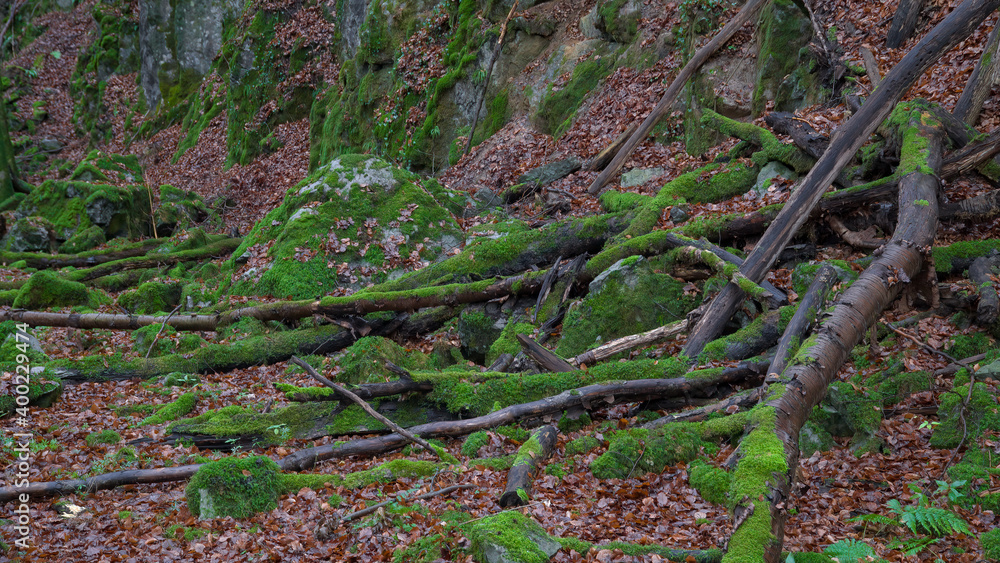 Felsen,Moos,Totholz im Hönnetal