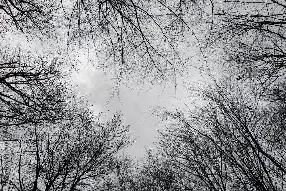 Blick in den Himmel durch blattlose Baumkronen im Hönnetal Blick in den Himmel durch blattlose Baumkronen im Hönnetal