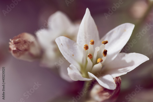 small wild flowers growing in the garden