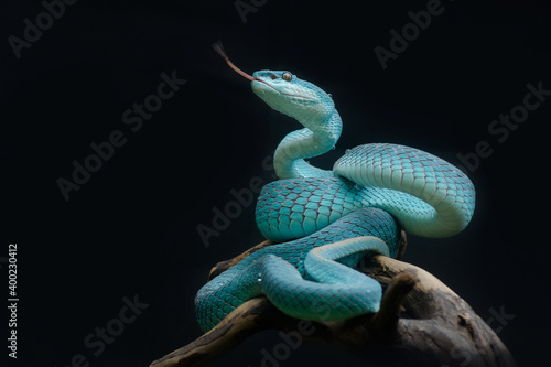Blue Pit-Viper photo