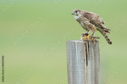 Merlin - Merlin - Falco columbarius ssp. aesalon, Russia (Baikal), adult, female
