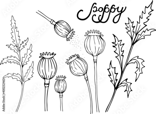 Poppy hand-drawn drawing. Poppy seeds. Poppy set for design. Black and white art. Manual lettering. Postcard lettering