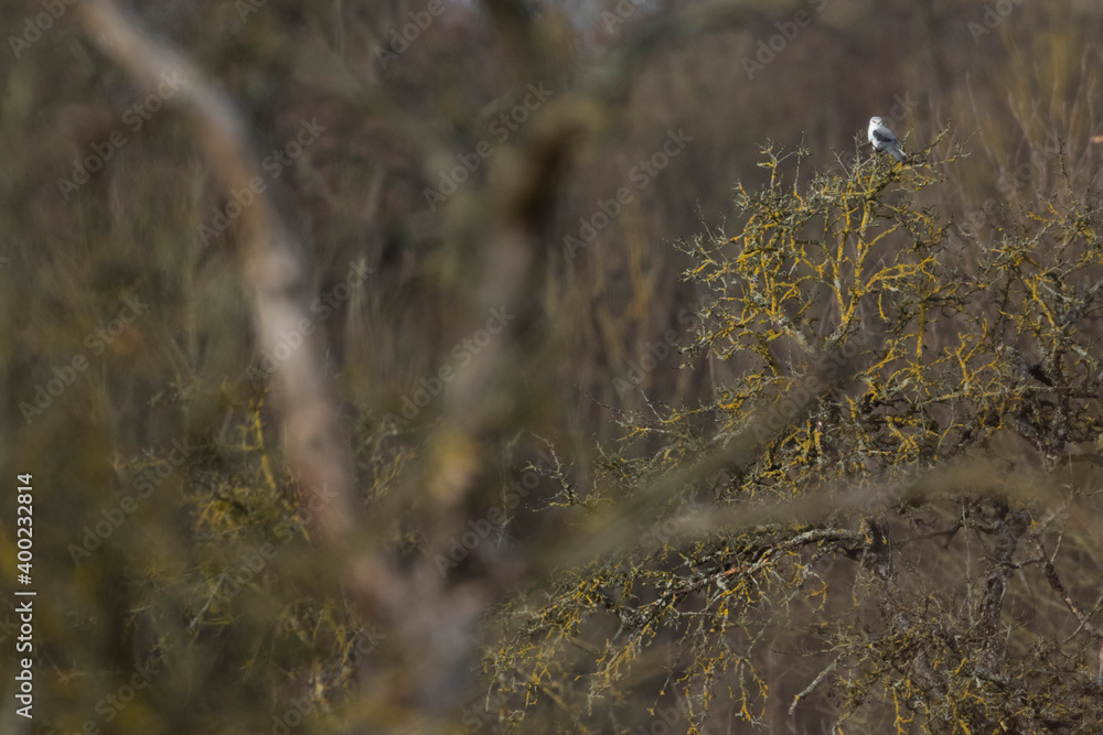 Black-winged Kite - Gleitaar - Elanus caeruleus ssp. caeruleus, Germany (Baden-Württemberg), 2nd cy Black-winged Kite - Gleitaar - Elanus caeruleus ssp. caeruleus, Germany (Baden-Württemberg), 2nd cy