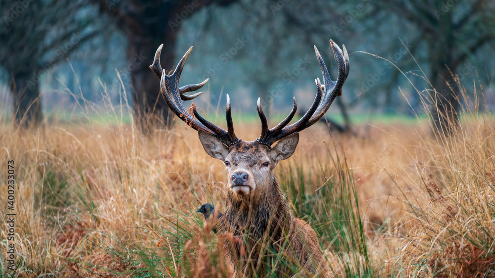 Deer in the woodland in the morning wildlife