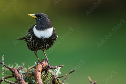 Ring Ouzel - Ringdrossel - Turdus torquatus ssp. alpestris, Germany )Baden-Württemberg), adult male