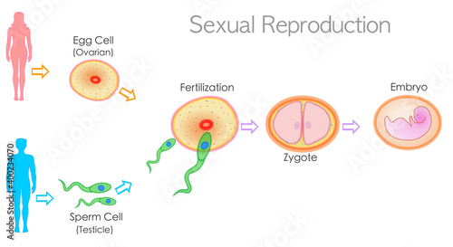 Sexual reproduction stages, steps, levels. Fertilization male female. Development embryogenesis zygote, embryo. Sperm from the testicles and egg cell from the ovary. explanations. Illustration vector