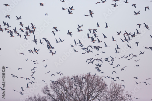 Tundra Bean Goose - Tundra-Saatgans - Anser fabalis ssp. rossicus, Germany (Brandenburg), flock with Greater White-fronted Geese photo