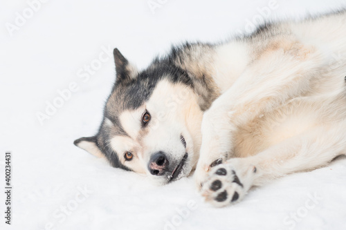 Tableau sur toile Sitting alaskan malamute lying on one side in winter forest.