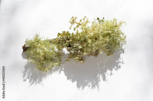 usnea lichen in sunlight photo